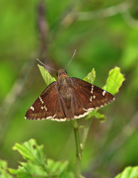 Southern Cloudywing